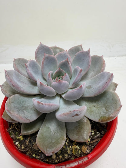 Buy Echeveria Oberon | Statement Indoor Plant |130mm