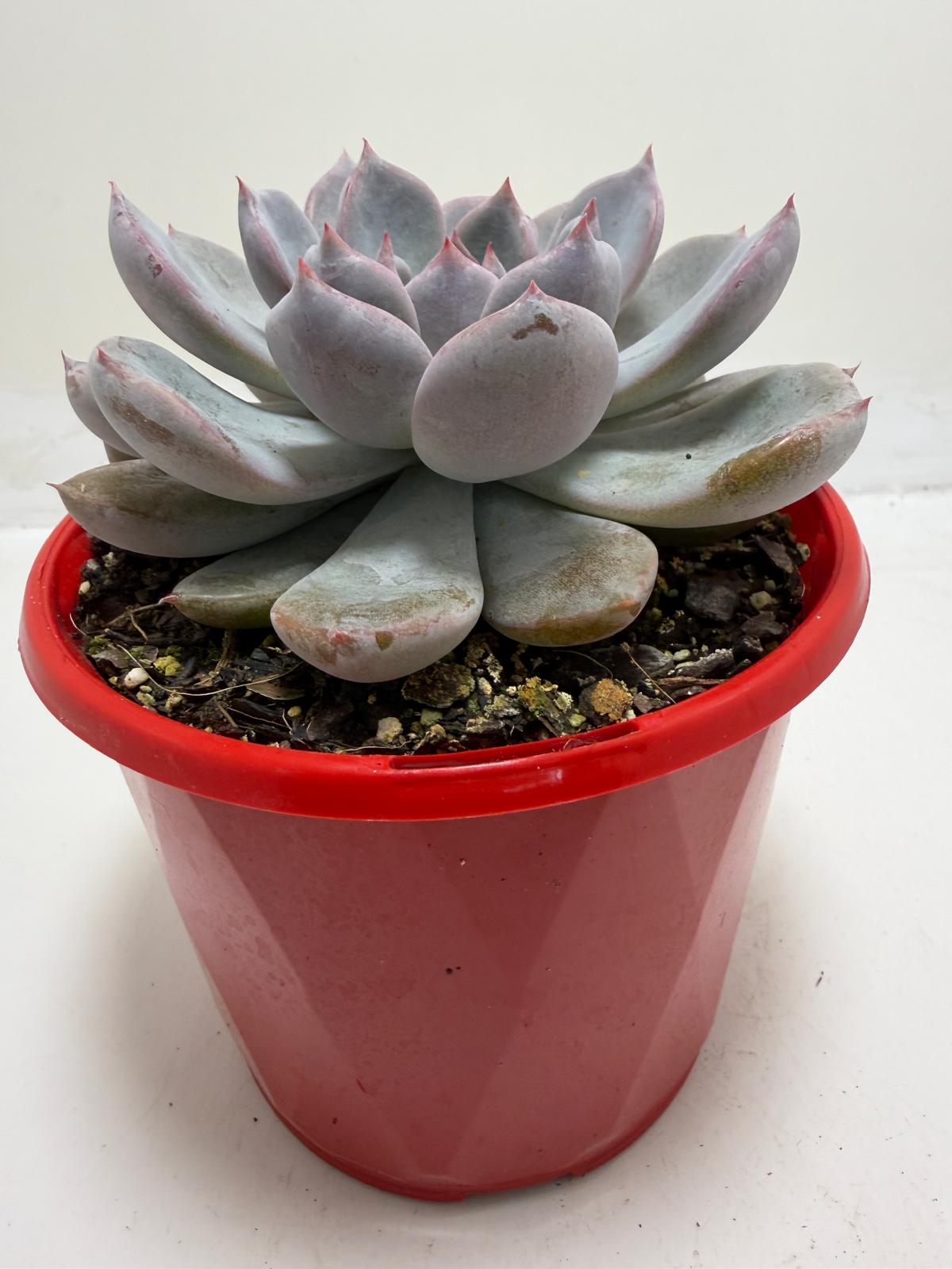 Buy Echeveria Oberon | Statement Indoor Plant |130mm