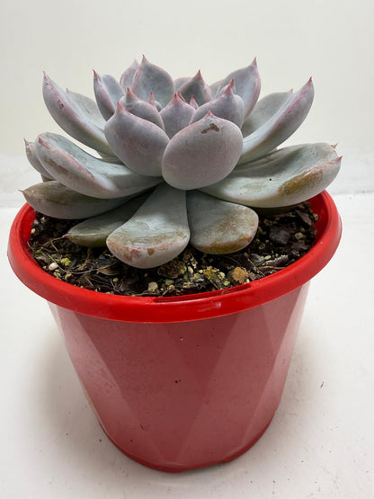 Buy Echeveria Oberon | Statement Indoor Plant |130mm