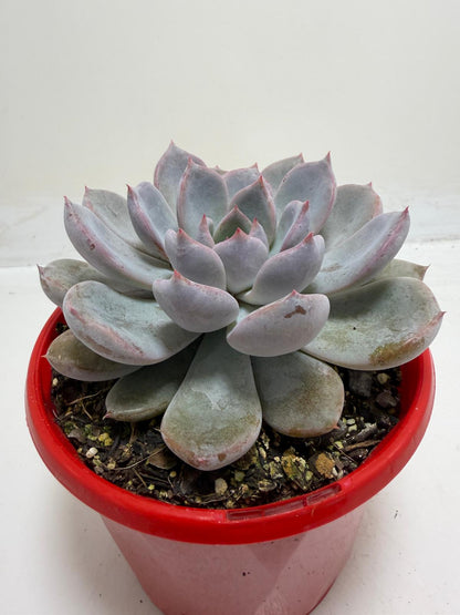 Buy Echeveria Oberon | Statement Indoor Plant |130mm