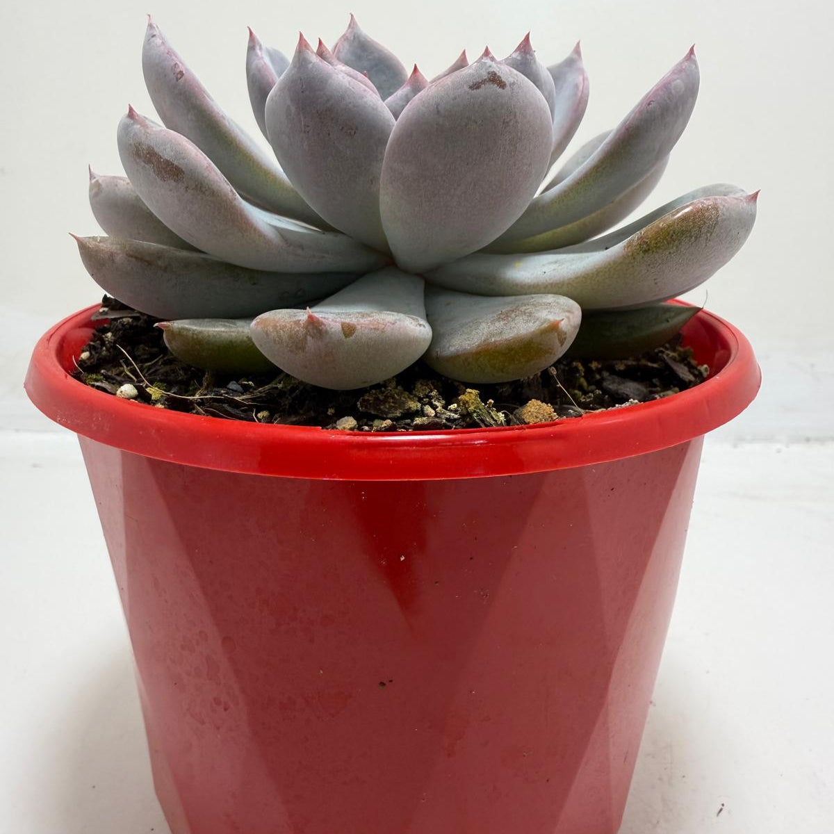 Buy Echeveria Oberon | Statement Indoor Plant |130mm