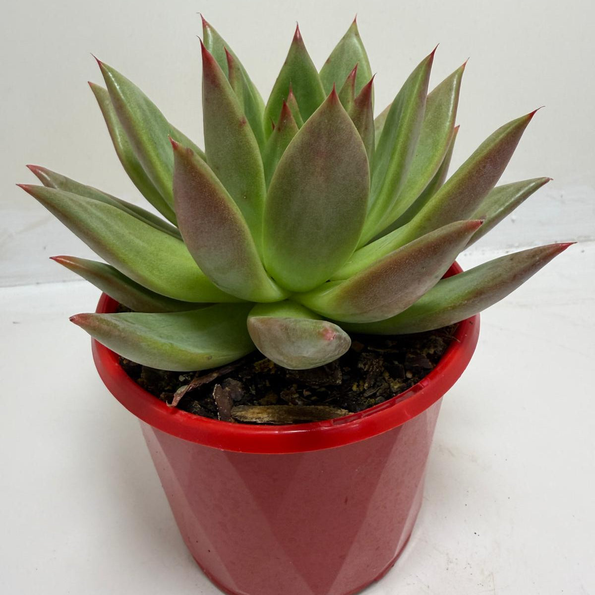 Echeveria Rubor | Red Toned Rosette Succulent|130mm