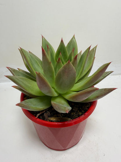 Echeveria Rubor | Red Toned Rosette Succulent|130mm