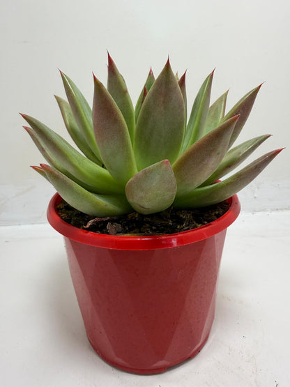 Echeveria Rubor | Red Toned Rosette Succulent|130mm