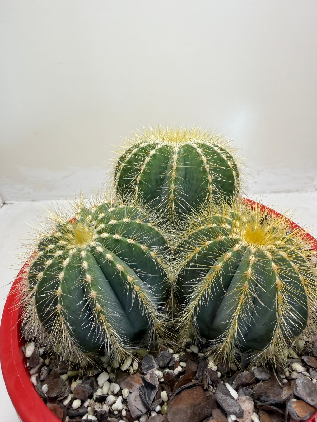Parodia magnifica (3 in one)