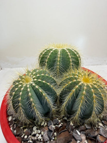 Parodia magnifica (3 in one)