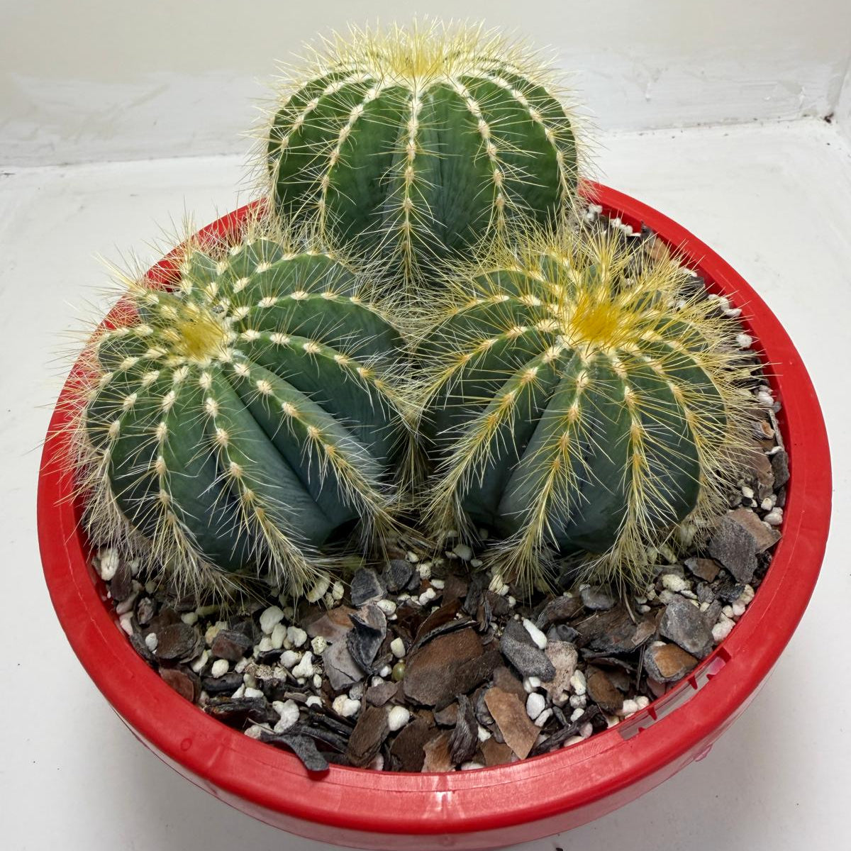 Parodia magnifica (3 in one)