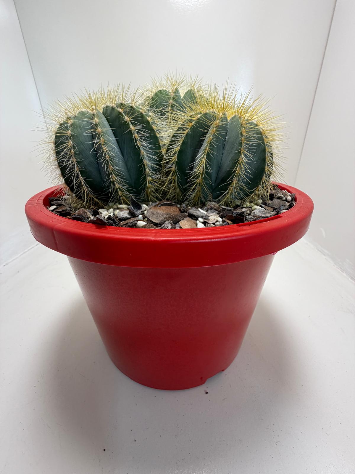 Parodia magnifica (3 in one)