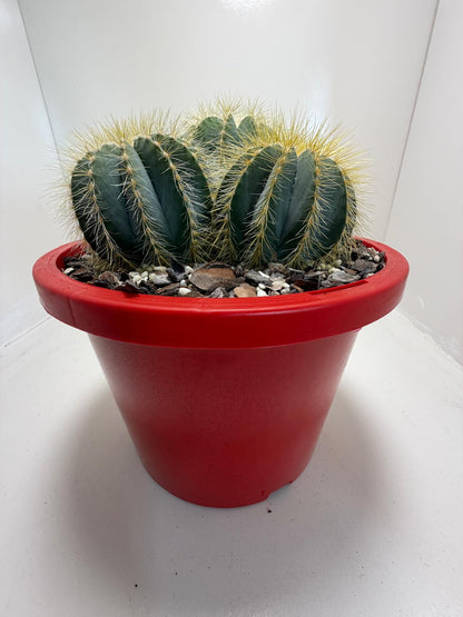 Parodia magnifica (3 in one)