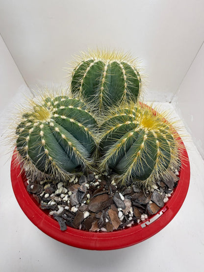 Parodia magnifica (3 in one)