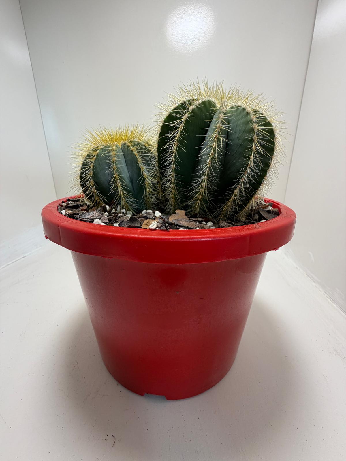 Parodia magnifica (3 in one)