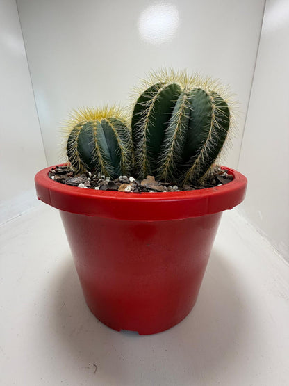 Parodia magnifica (3 in one)