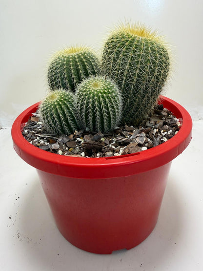 Parodia schumanniana -190mm Pot Size