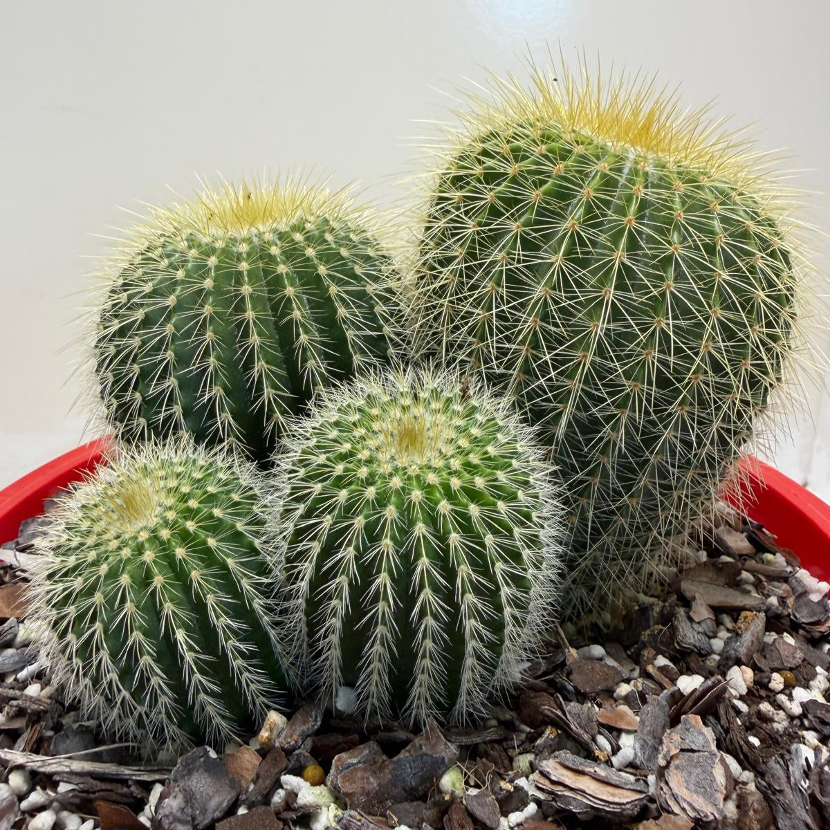 Parodia schumanniana -190mm Pot Size