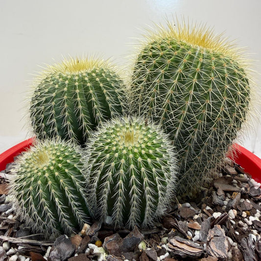 Parodia schumanniana -190mm Pot Size