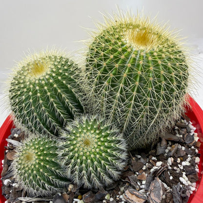 Parodia schumanniana -190mm Pot Size