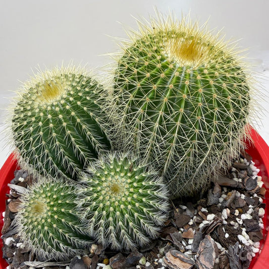 Parodia schumanniana -190mm Pot Size
