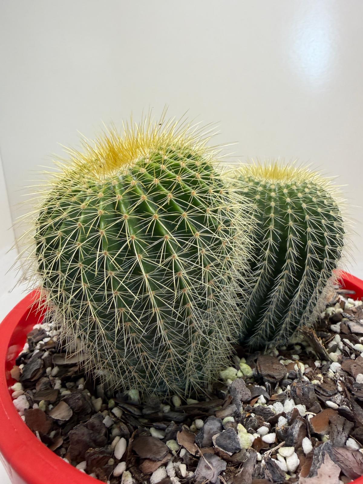 Parodia schumanniana -190mm Pot Size