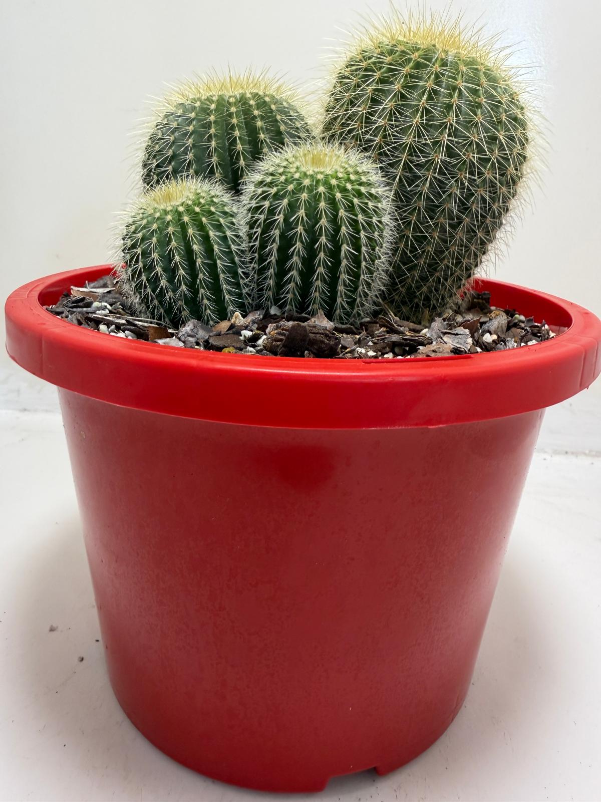 Parodia schumanniana -190mm Pot Size