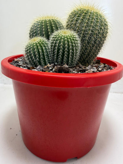 Parodia schumanniana -190mm Pot Size