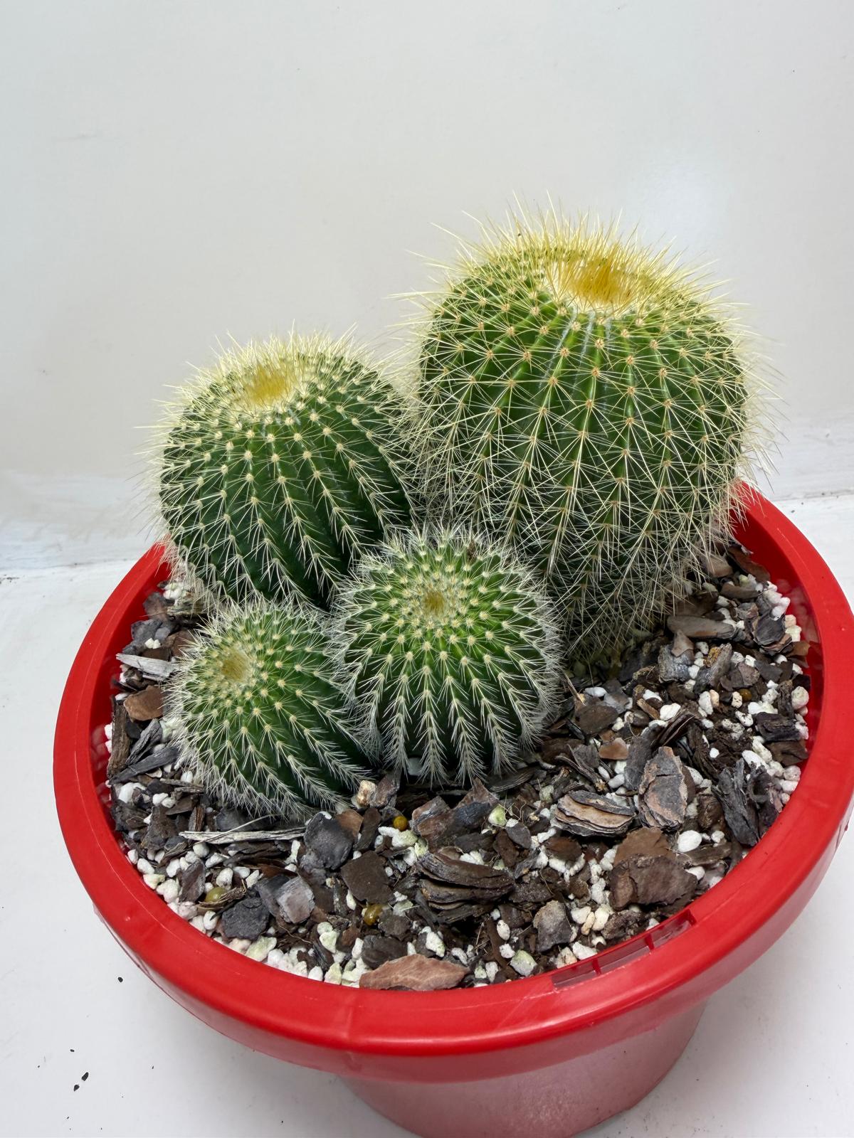 Parodia schumanniana -190mm Pot Size