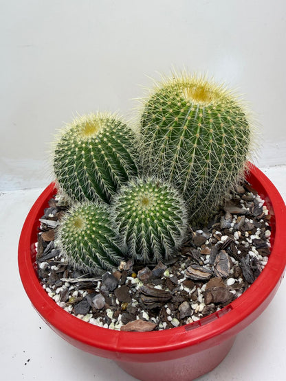 Parodia schumanniana -190mm Pot Size