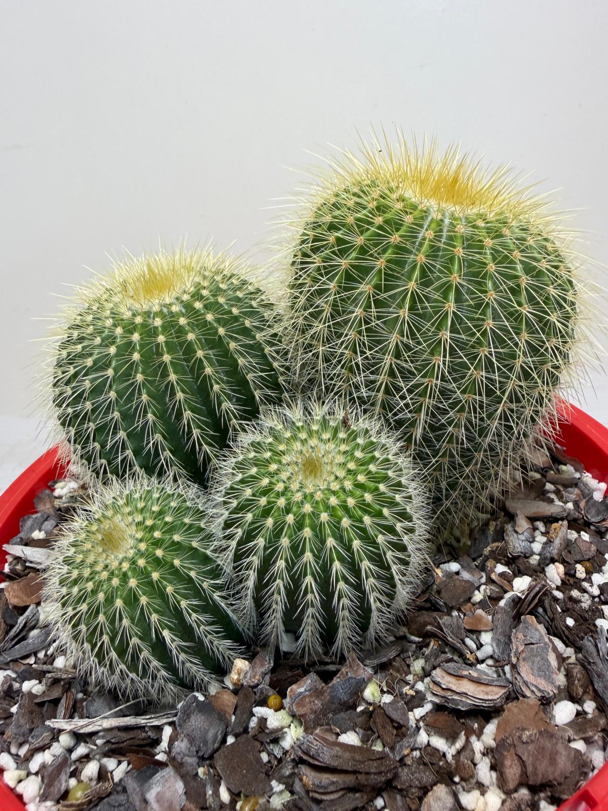 Parodia schumanniana -190mm Pot Size