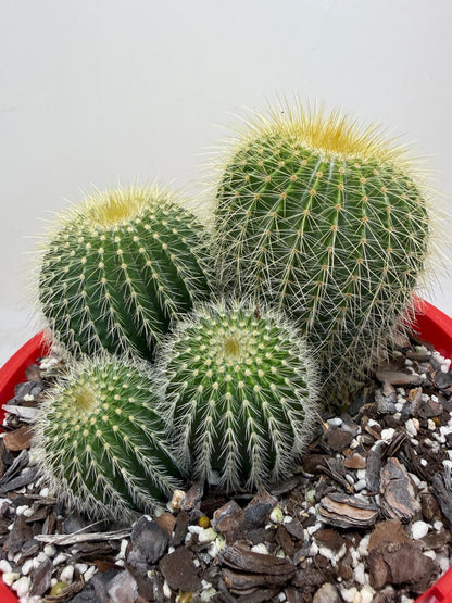 Parodia schumanniana -190mm Pot Size
