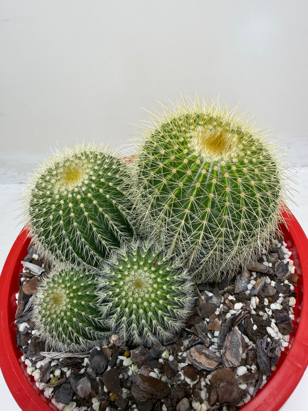 Parodia schumanniana -190mm Pot Size