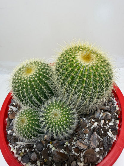 Parodia schumanniana -190mm Pot Size