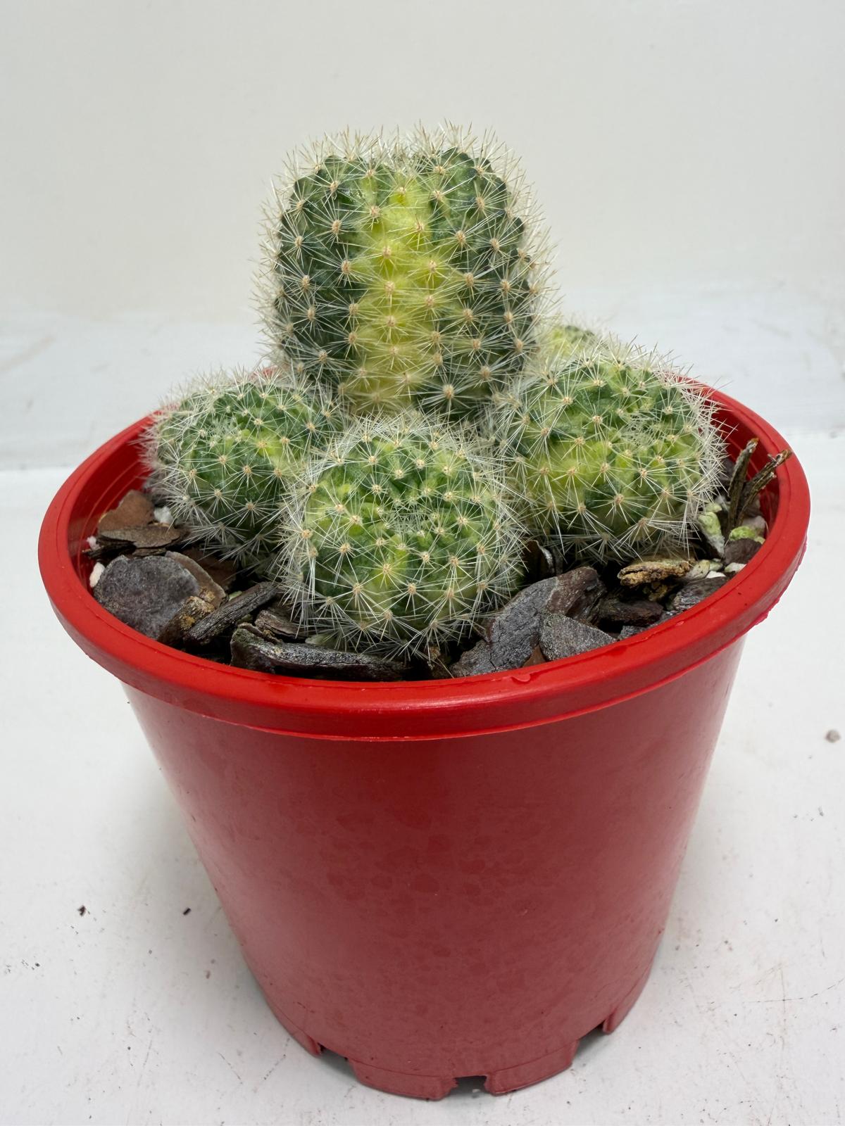 Rebutia Variegated – Colorful Mini Cactus