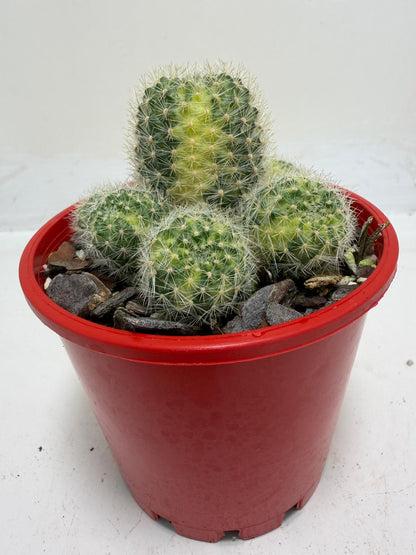 Rebutia Variegated – Colorful Mini Cactus