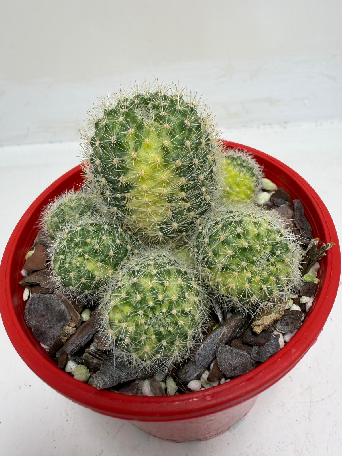 Rebutia Variegated – Colorful Mini Cactus