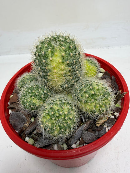 Rebutia Variegated – Colorful Mini Cactus