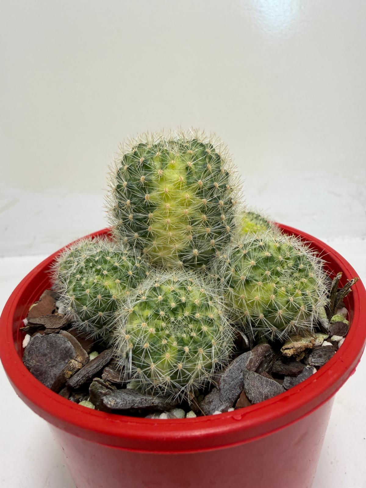 Rebutia Variegated – Colorful Mini Cactus