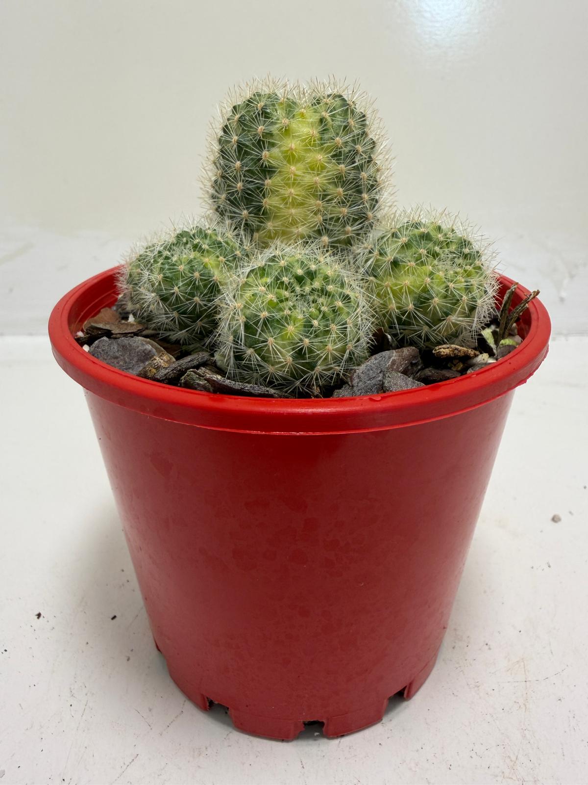 Rebutia Variegated – Colorful Mini Cactus