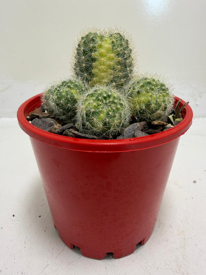 Rebutia Variegated – Colorful Mini Cactus