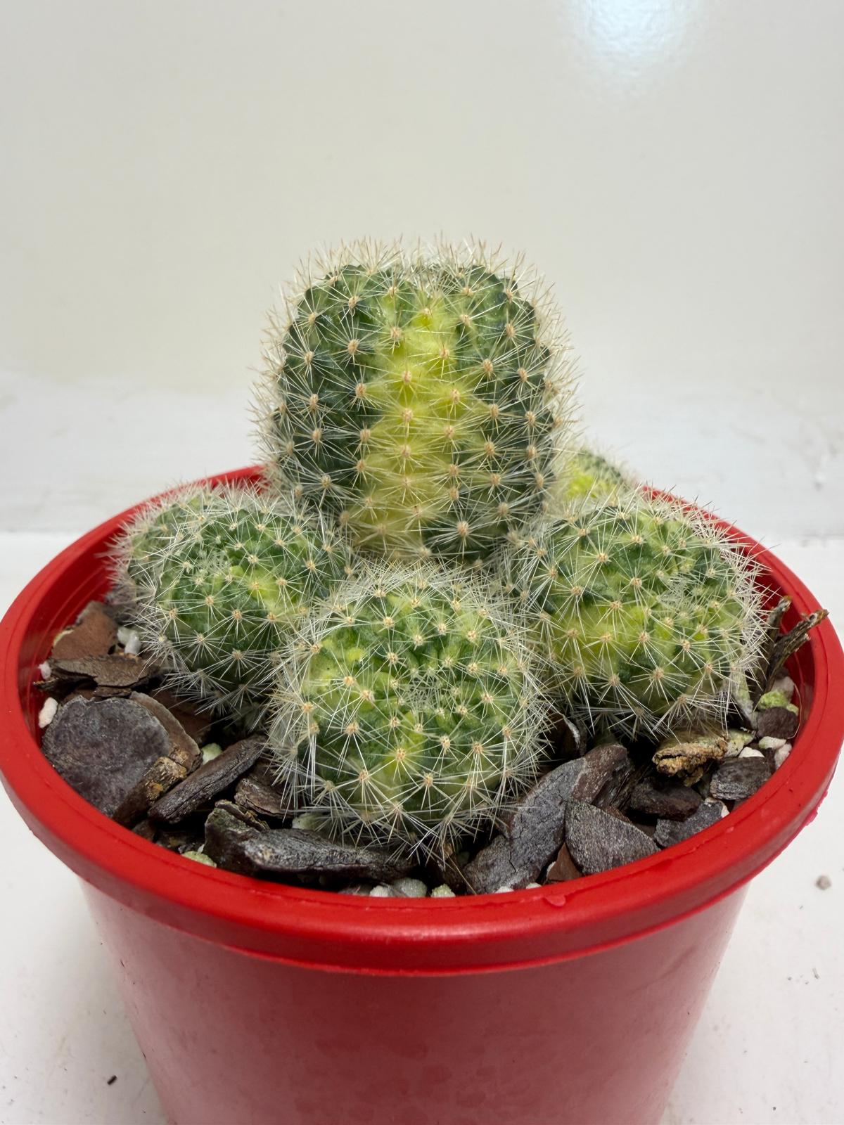 Rebutia Variegated – Colorful Mini Cactus