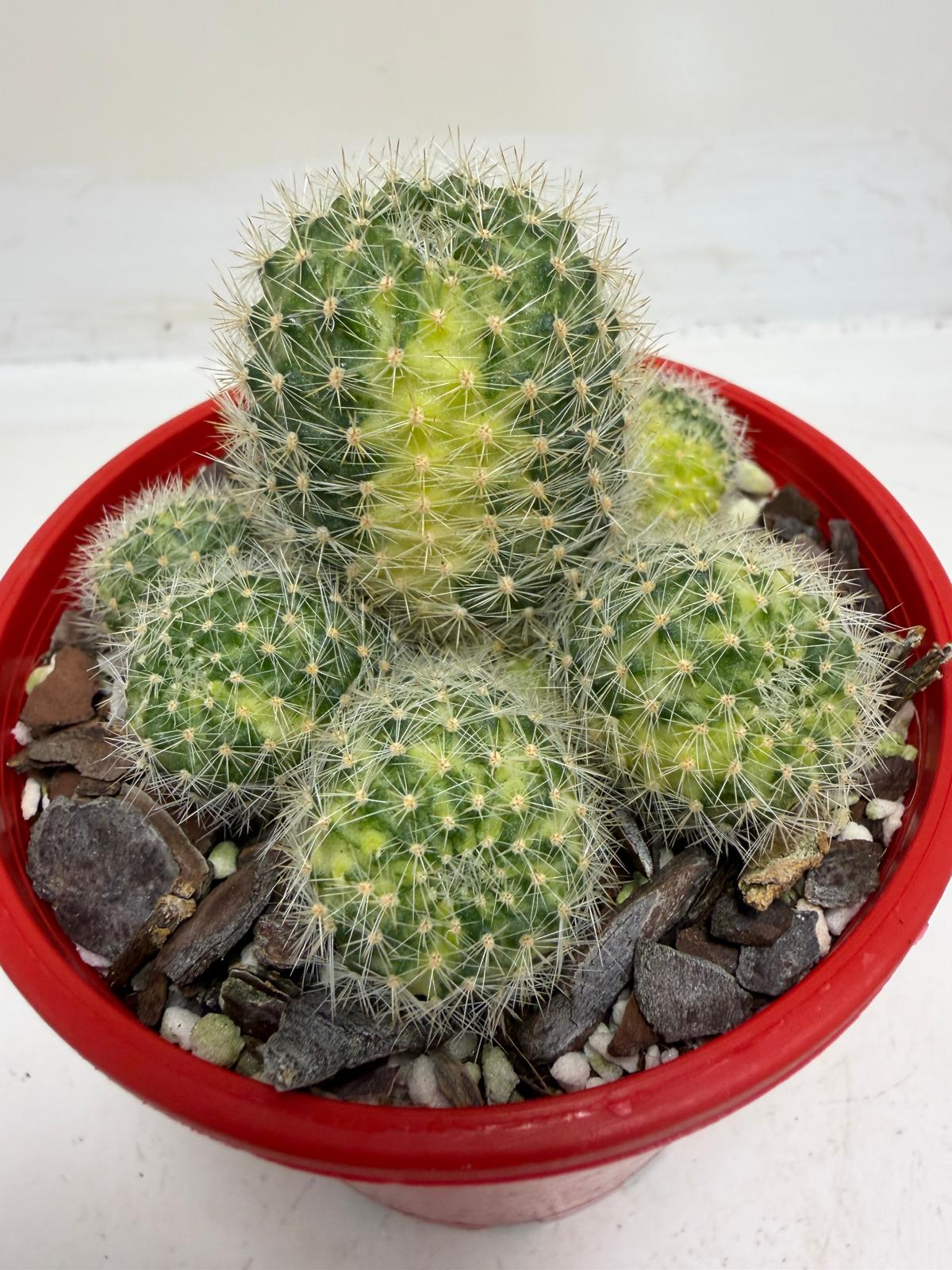 Rebutia Variegated – Colorful Mini Cactus