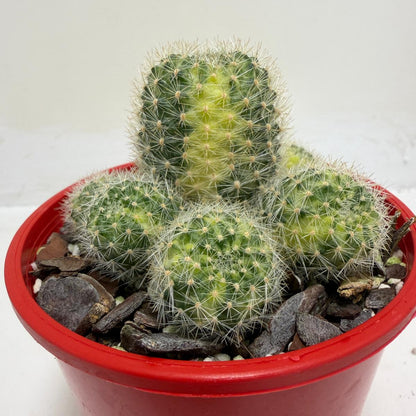 Rebutia Variegated – Colorful Mini Cactus