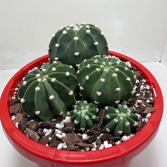 Cacti -Echinopsis nudum – Stunning Blooming Cactus | 190mm pot size