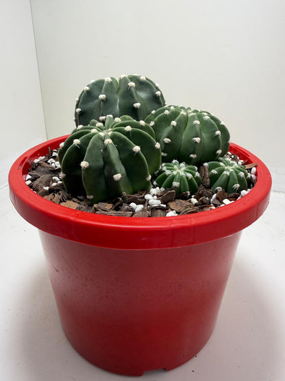 Echinopsis nudum - Stunning Blooming Cactus