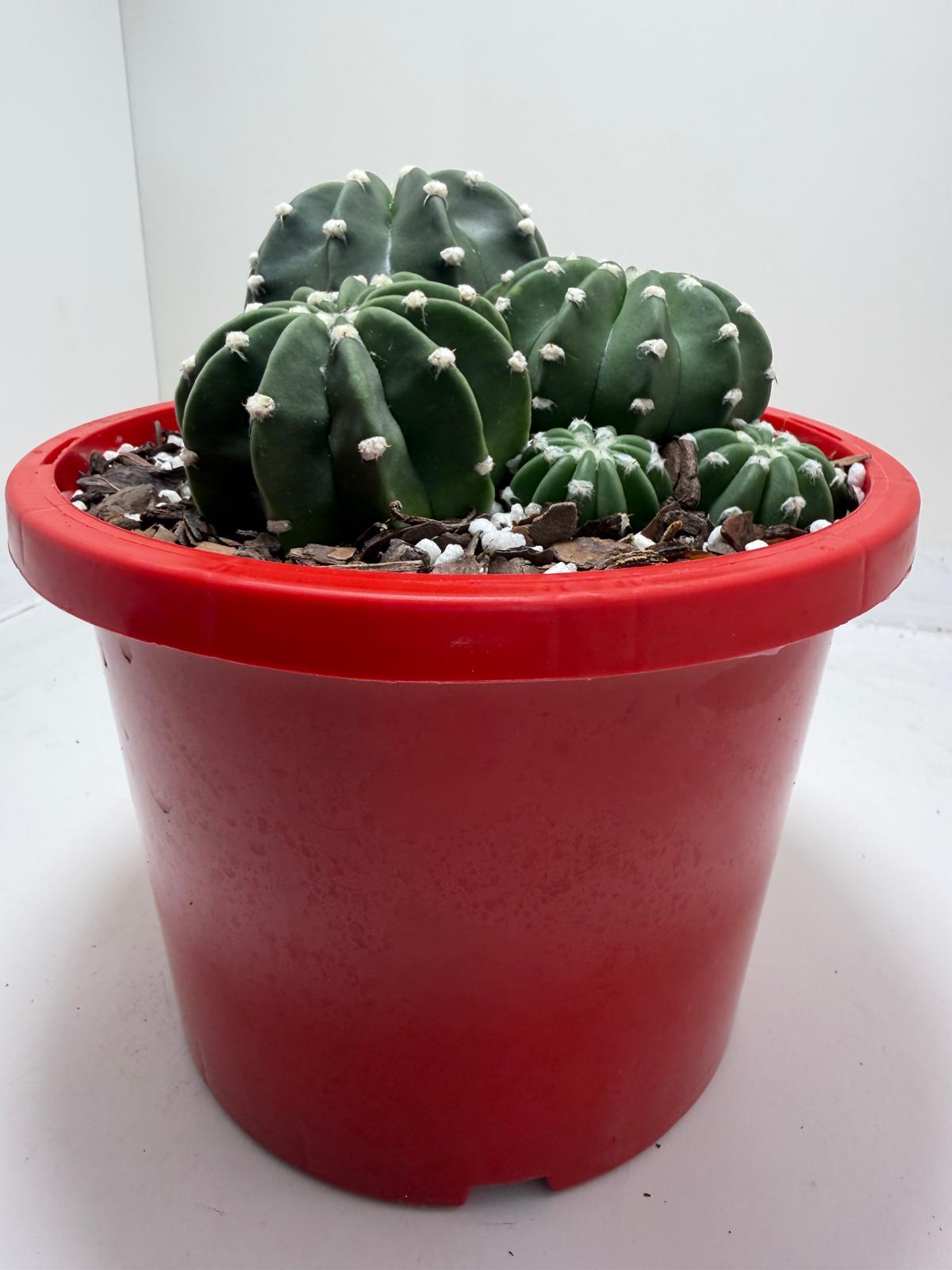 Echinopsis nudum - Stunning Blooming Cactus