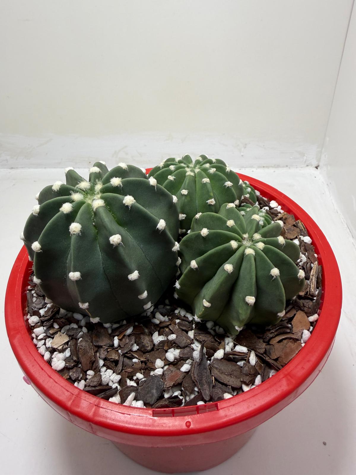 Echinopsis nudum - Stunning Blooming Cactus