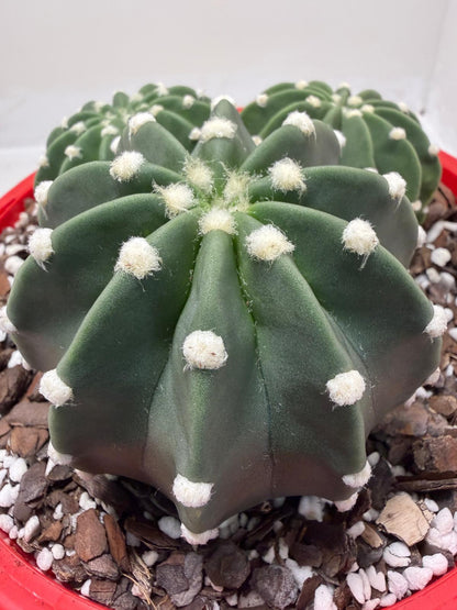 Echinopsis nudum - Stunning Blooming Cactus