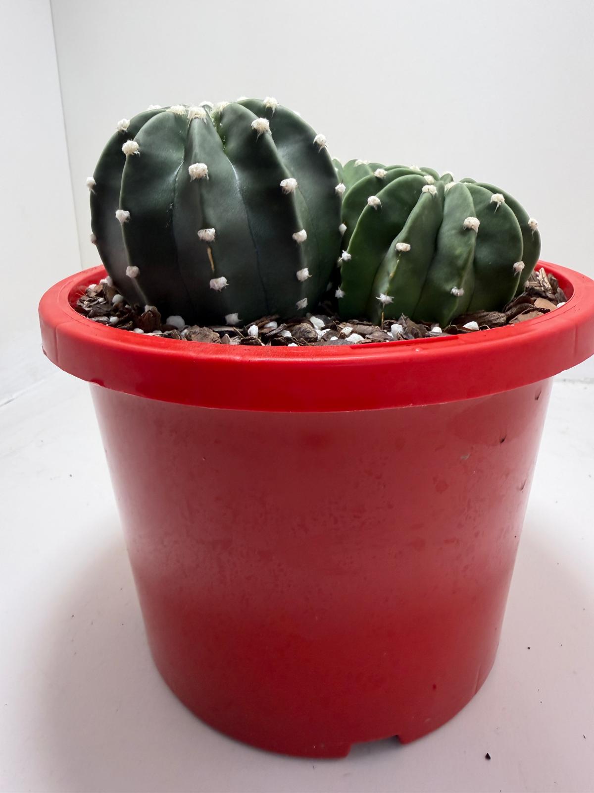 Echinopsis nudum - Stunning Blooming Cactus