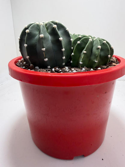 Echinopsis nudum - Stunning Blooming Cactus