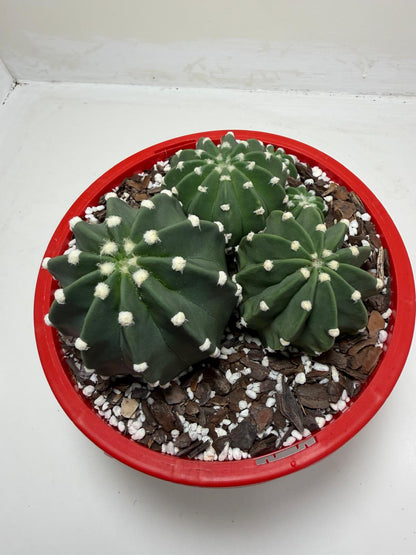 Echinopsis nudum - Stunning Blooming Cactus