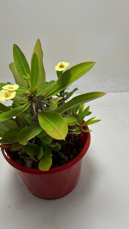 Euphorbia Milli #913