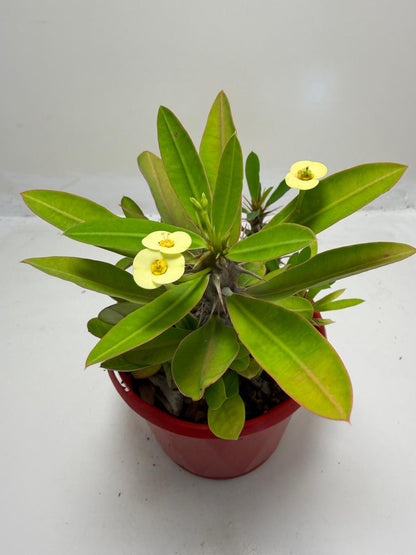 Euphorbia Milli #913